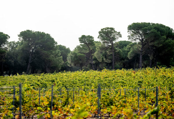 CRUZ DE ALBA<br><br><strong>CRIANZA</strong> – Image 3
