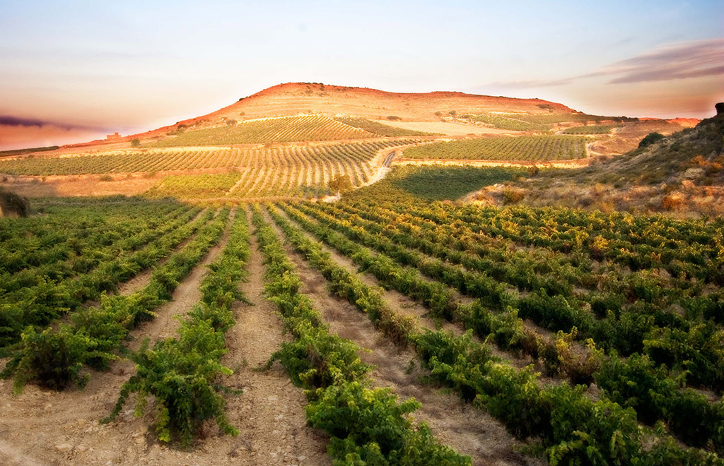 bodega-ramonbilbao-2